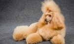 Pudlica
